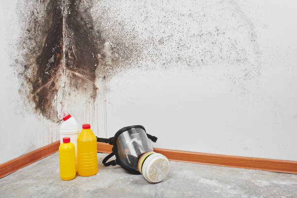 Best Mold Removal Company Near Me  in Wright, WY