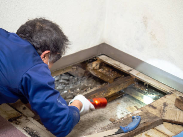 Best Office Mold Removal Services  in Wright, WY