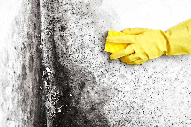 Home Mold Removal in Wright, WY