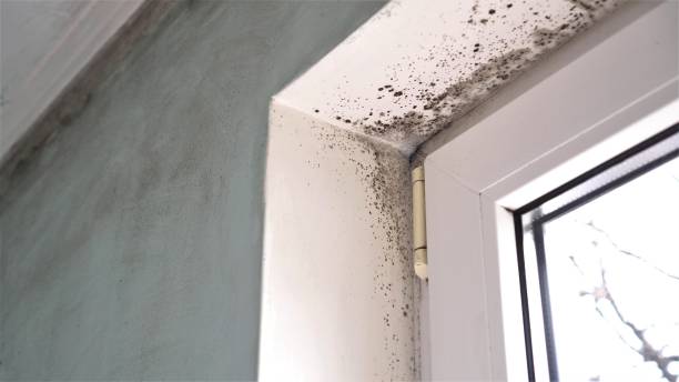 Office Mold Removal Services in Wright, WY