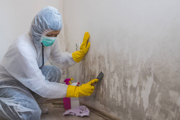 Best Mold Cleaning Services  in Wright, WY