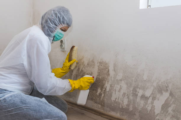 Best Commercial Mold Removal  in Wright, WY