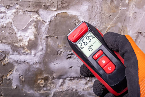 Best Same-Day Mold Removal  in Wright, WY