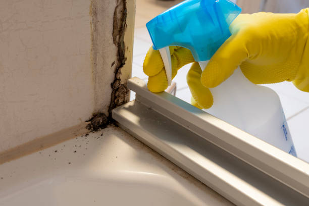 Best Black Mold Removal  in Wright, WY