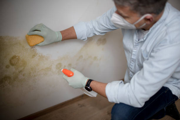Best Certified Mold Removal  in Wright, WY