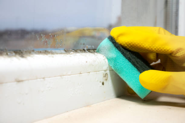Best Mold Remediation  in Wright, WY
