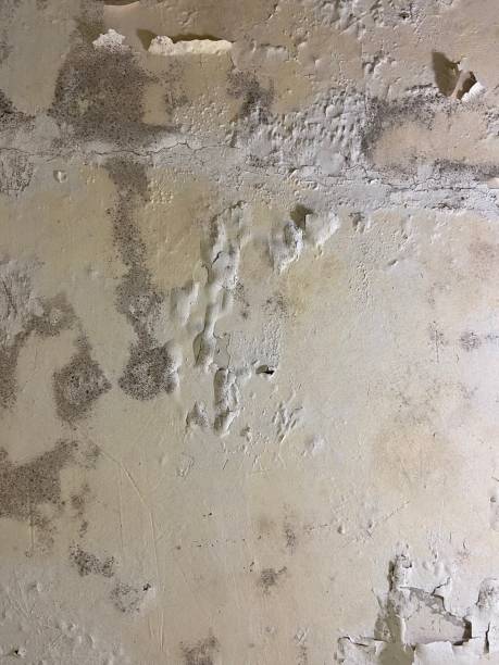 Best Toxic Mold Removal  in Wright, WY